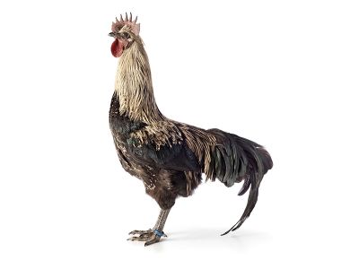 The Mechelse Wyandotte, the latest iteration of Koen Vanmechelen's Cosmopolitan Chicken Project