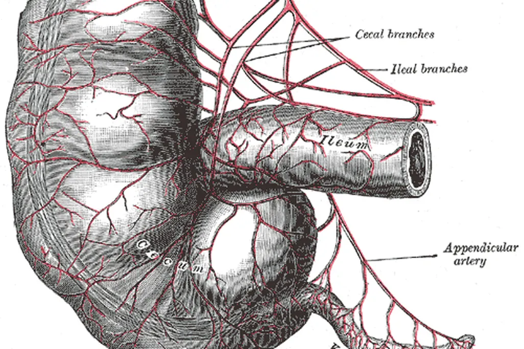 Appendix