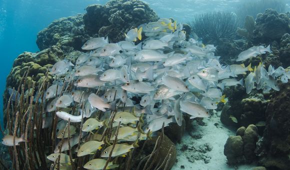 A swarm of yellow fish and silver fish with yellow tailfins swim around a coral reef