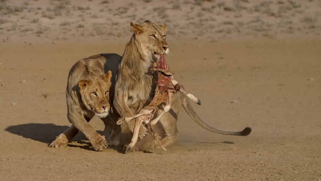 With prey in its mouth, a young male lion turns away from another lion, unwilling to share his food in the Kij Kij watering hole.