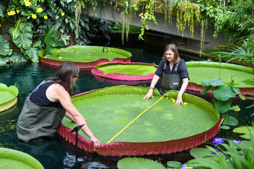 An image of two reseachers measuring a giant waterlily pad in the water with a measuring tape