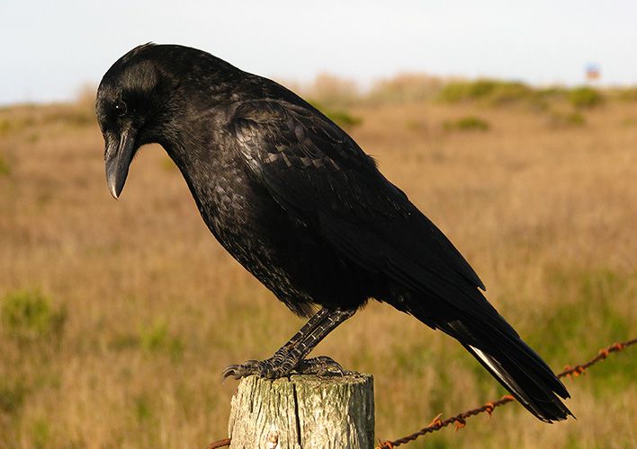 Crow in Field