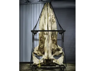 This blue whale skull is one of the largest in any collection on earth.