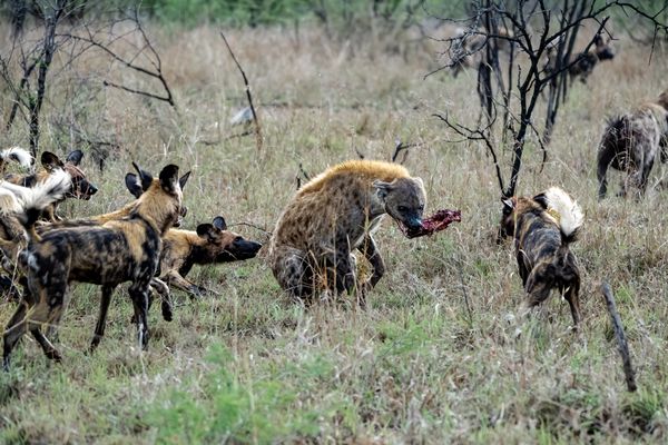 Hyena vs Wild Dogs thumbnail