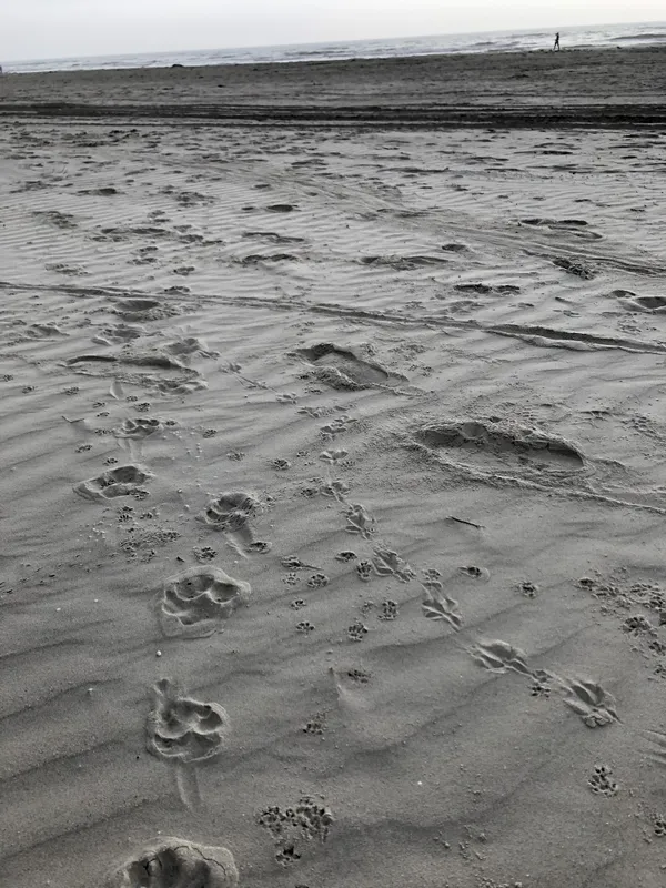 Prints in the sand thumbnail