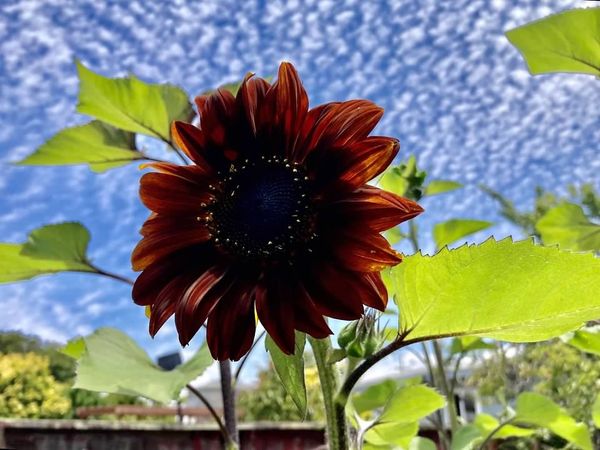 Chocolate Sunflower, Cotton Ball Sky thumbnail