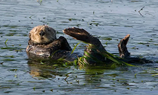 Otters: The Picky Eaters of the Pacific | Smithsonian