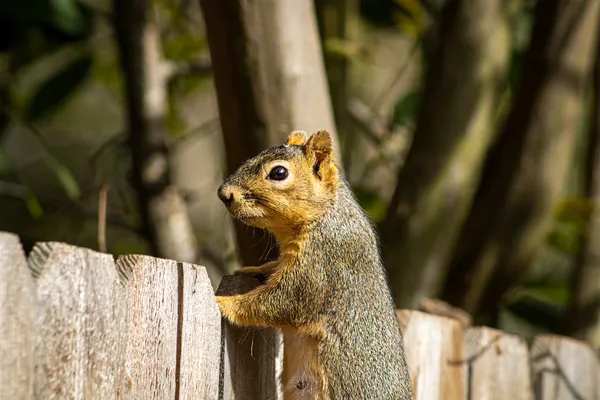 Squirrel Portrait thumbnail