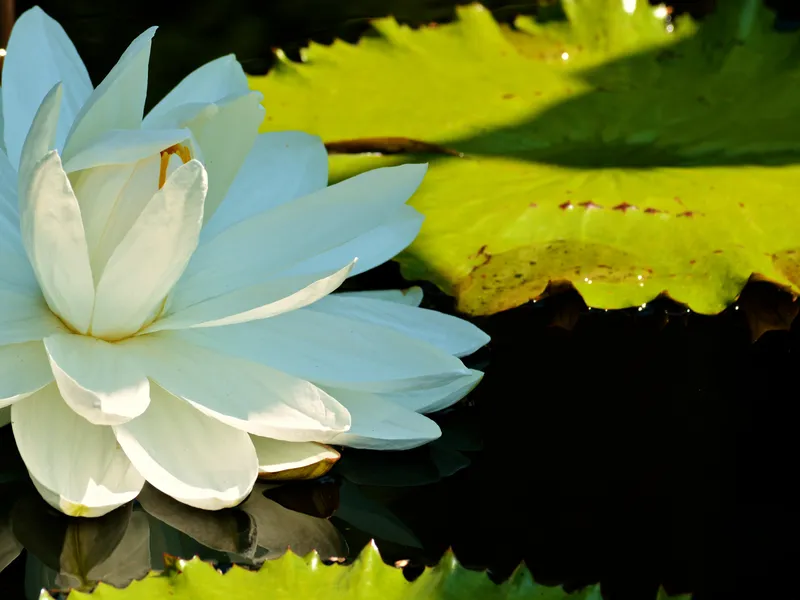 White Lotus Flower | Smithsonian Photo Contest | Smithsonian Magazine