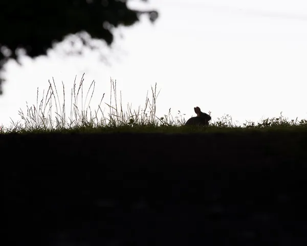 Baby bunny in silouette thumbnail