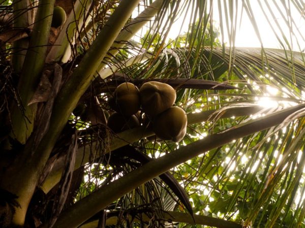 coconut tree in the Caribbean thumbnail