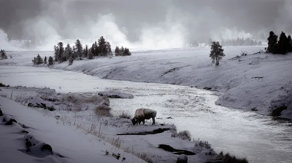 Bison in Yellowstone Winter thumbnail