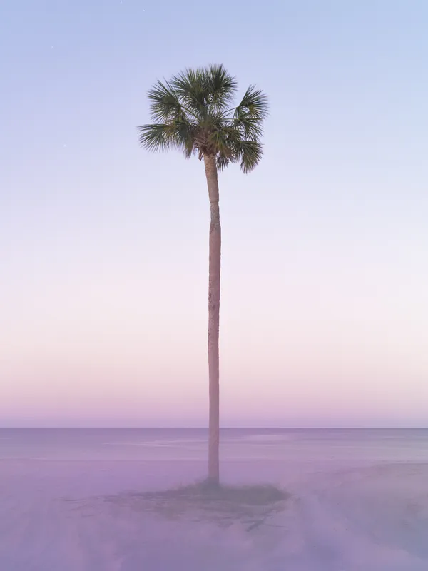 Palm (Coquina Beach, FL) thumbnail