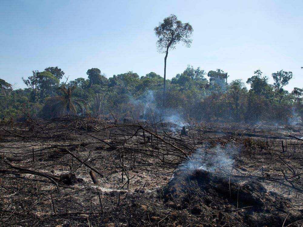 Burnt landscape in foreground with rainforest intact in the background