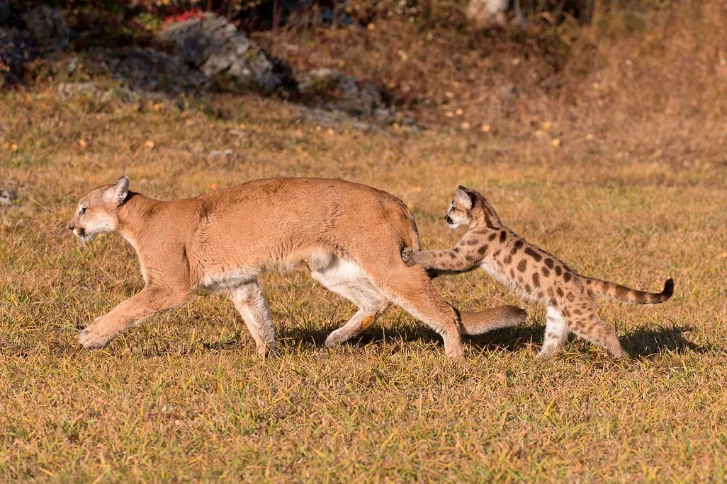 Mountain Lion and Kitten