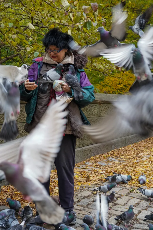 Pigeon Lunch thumbnail