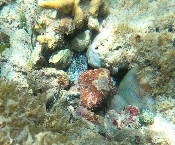 Octopus Peeking Out from Its Den thumbnail