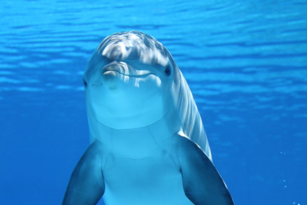 dolphin-203875.jpg