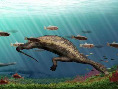 Atopodentatus used its odd-shaped head to vacuum up food from the sea floor hundreds of millions of years ago.