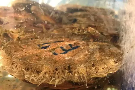 Smaller nanoplastics spread throughout the scallops' muscles, gills, gonads and other organs, while larger ones stayed mainly in the intestines