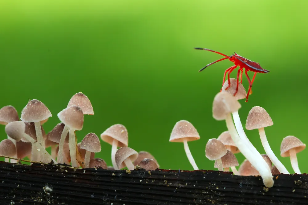 I found a group of these bug & mushroom in the interior of the Borneo Forest area.