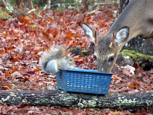 A Squirrel and Buck share a Snack thumbnail