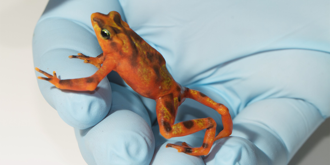 A tiny, brilliantly-colored toad with orange and black camouflage markings stretches its legs in a cupped gloved hand.