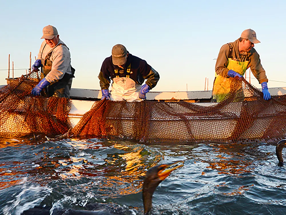A group of  men on a boat work to haul nets in on the ocean