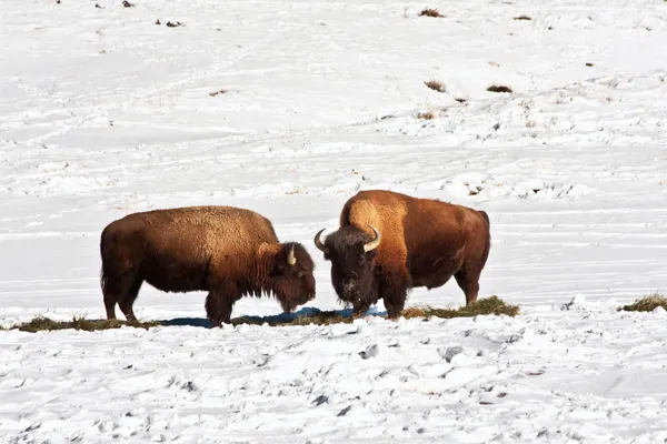 American Bison, Wyoming Roadside thumbnail