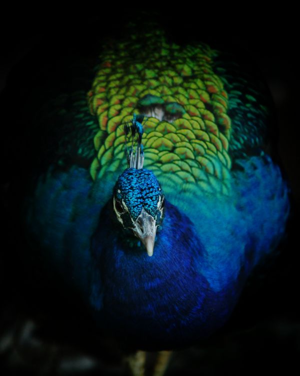 Peacock In Hiding thumbnail