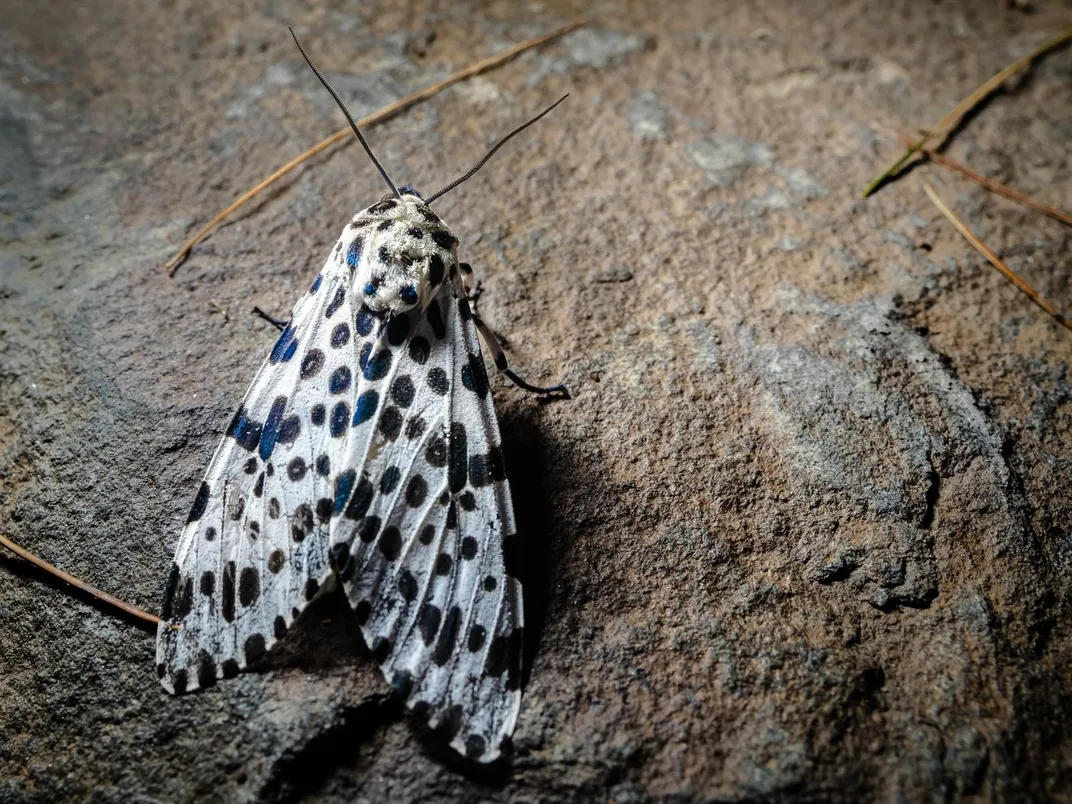 Giant leopard moth_25