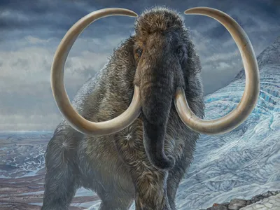 An adult male woolly mammoth navigates a mountain pass 17,100 years ago.