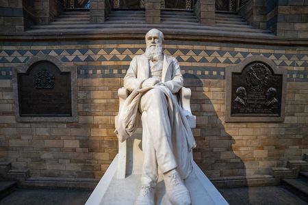 A statue of Charles Darwin sits in the Natural History Museum in London. The scientist's book 'Descent of Man' was published in 1871.