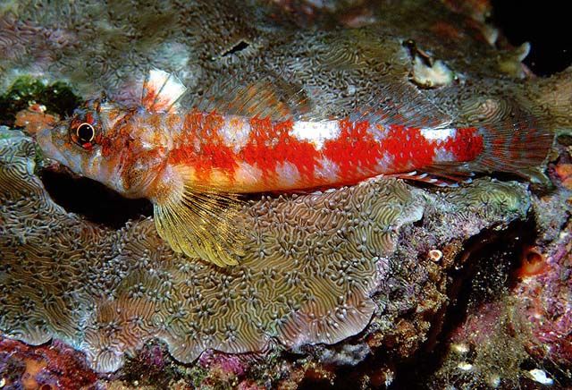 twin_spot_triplefin_ross_roberston.jpg