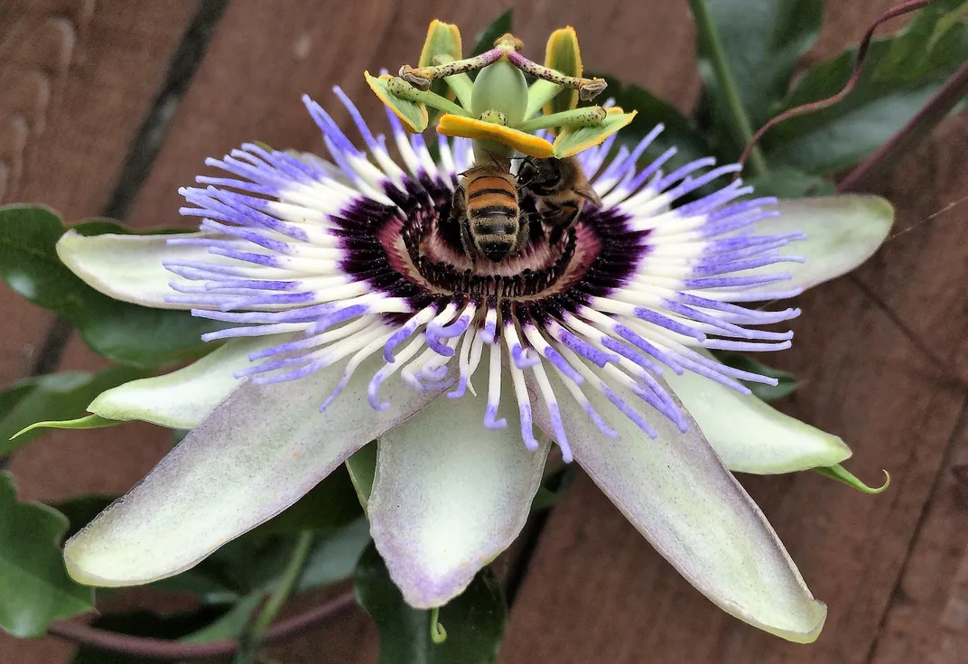 Passion Flower with Bees Seattle, Wa. Smithsonian Photo Contest