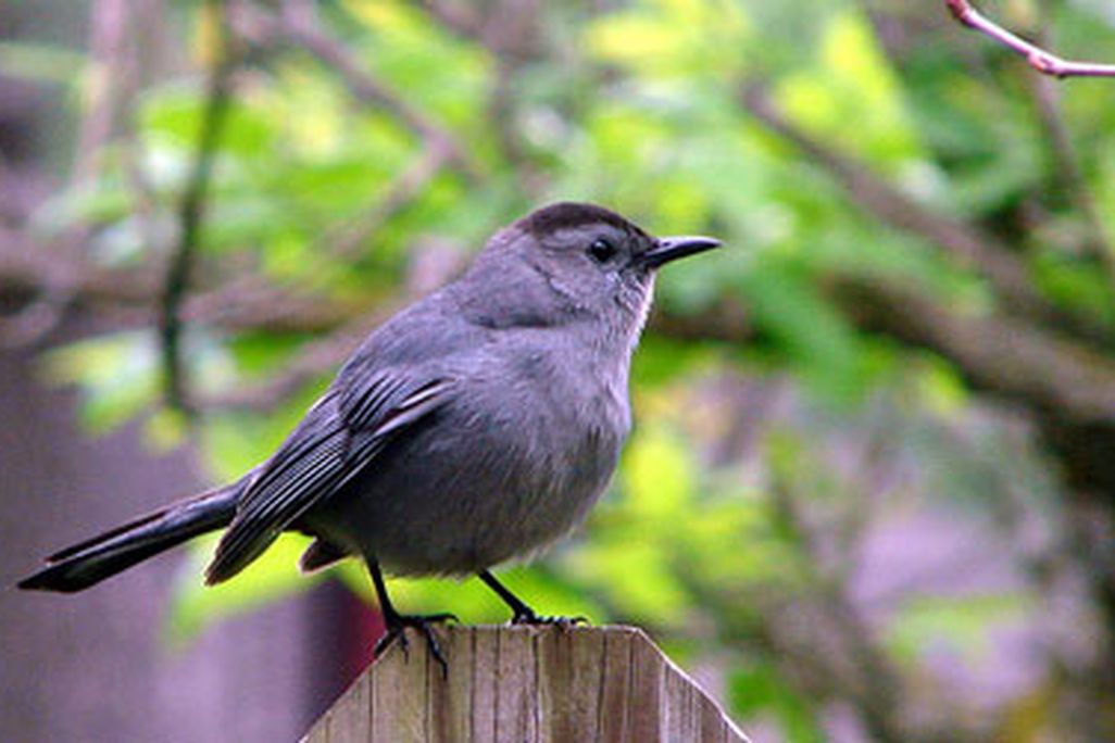 A view of the catbird's seat