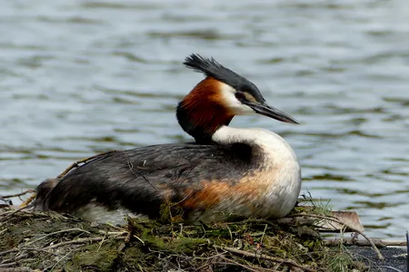 The Australasian crested grebe, or pūteketeke, won New Zealand's Bird of the Century contest with 290,000 votes.
