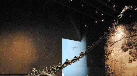 Did sexual selection cause sauropods, such as this Barosaurus at the Natural History Museum of Utah, to evolve ludicrously long necks?