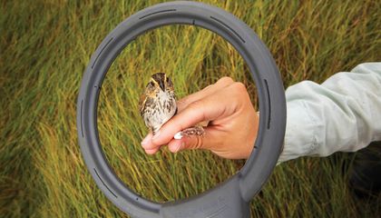 Saving the Imperiled Saltmarsh Sparrow