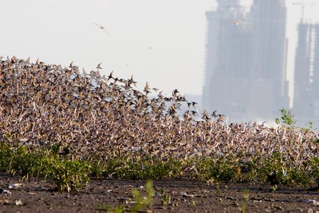 "Panama's Animal Highway" premiers on the Smithsonian Channel, December 13 at 8 p.m. ET/PT.
