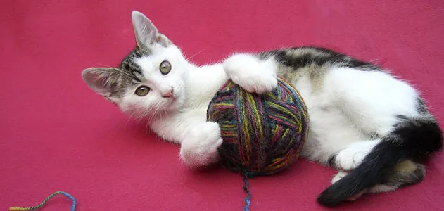 In the United States, cats are the most popular house pet, with about 90 million domesticated cats slinking around 34 percent of U.S. homes.