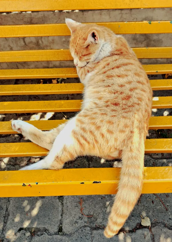 Orange with its own bench thumbnail