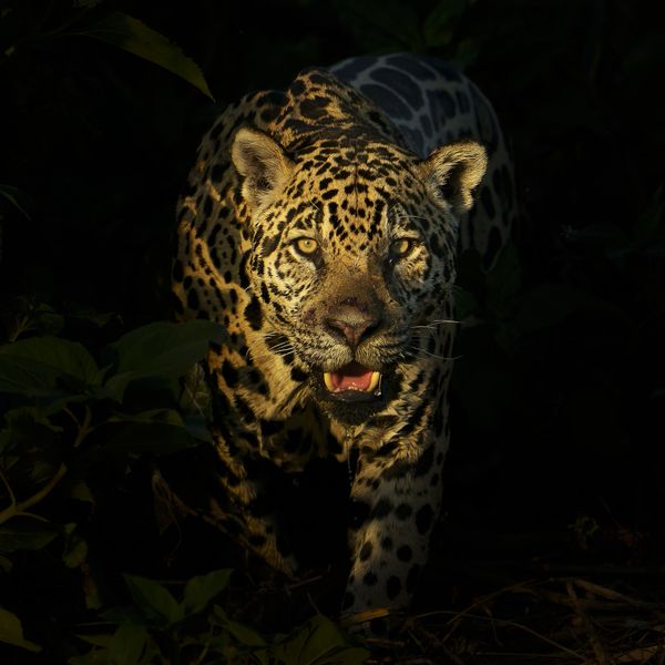Jaguar "Ti" emerging from the jungle thumbnail
