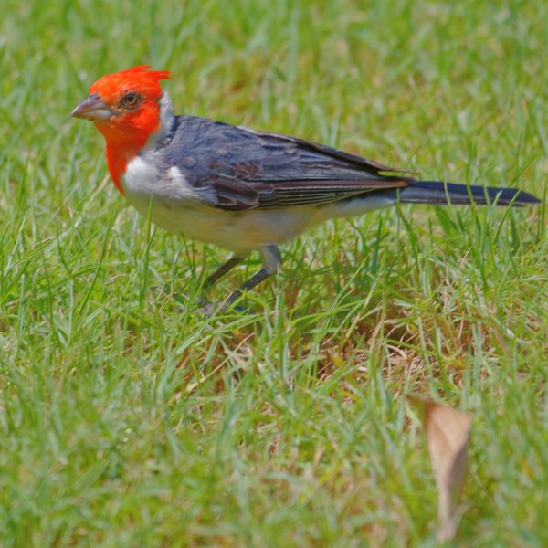Honolulu Zoo Ambassador:  Red Cardinal (Paroaria coronata) thumbnail