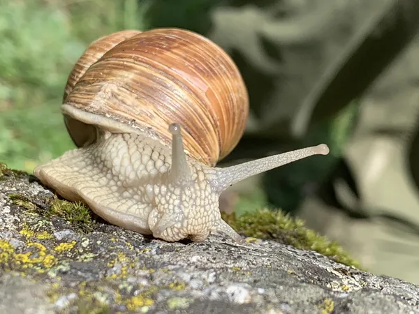 Roman Snail in Switzerland thumbnail