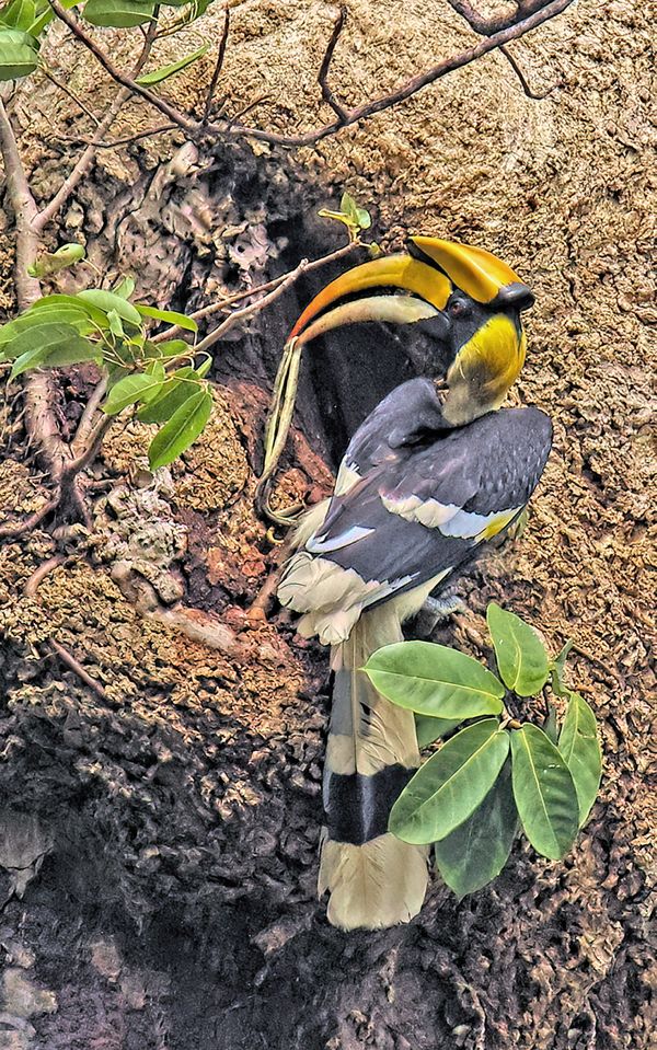 Great Hornbill male with a dead snake on its nest thumbnail