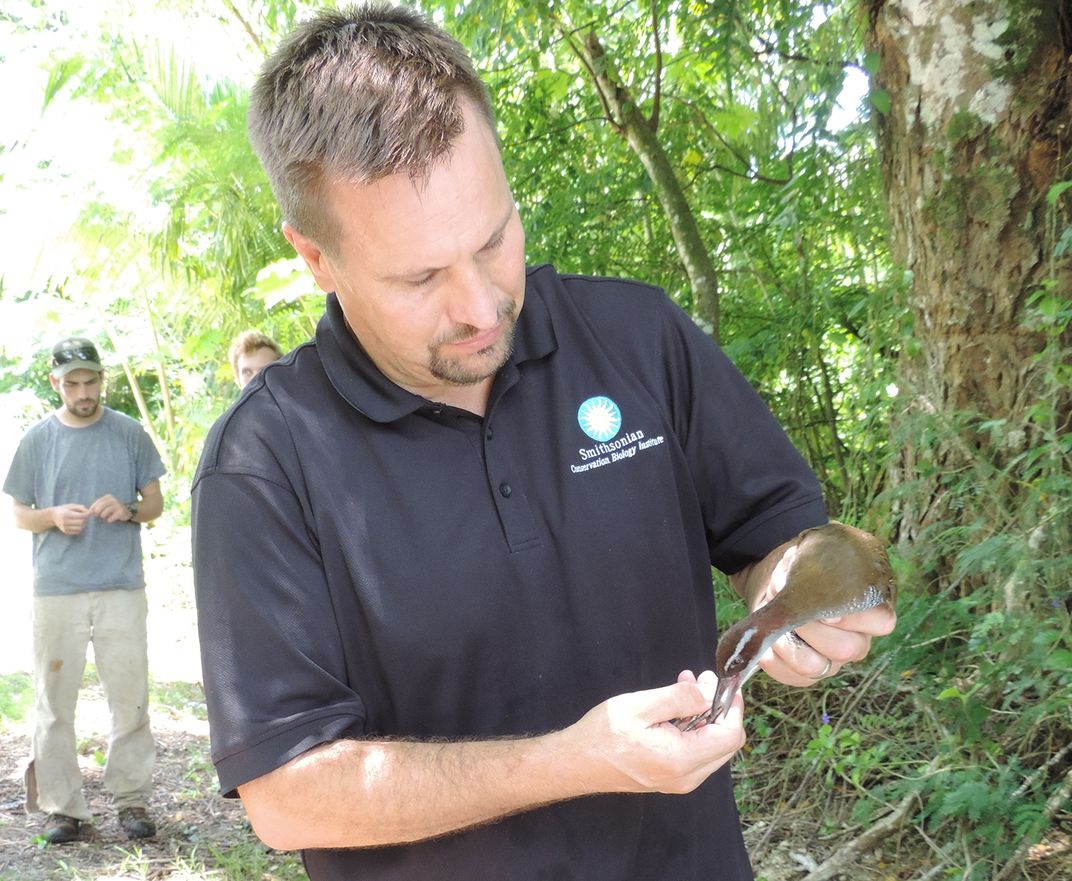 Will Pitt, deputy director of the Smithsonian Conservation Biology Institute, holds a Guam rail in preparation to release the bird into the forest.