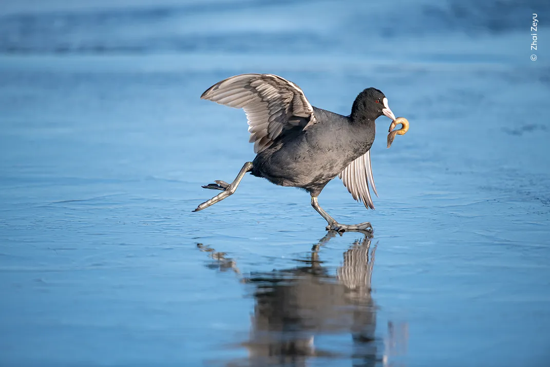 a grey bird with a white beak runs with its wings out and a fish in its beak on an icy lake