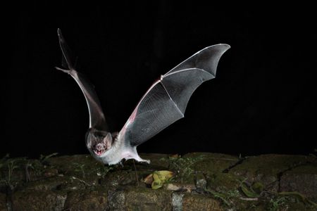 Bat Bot’s real-life inspiration, the Egyptian Fruit Bat.