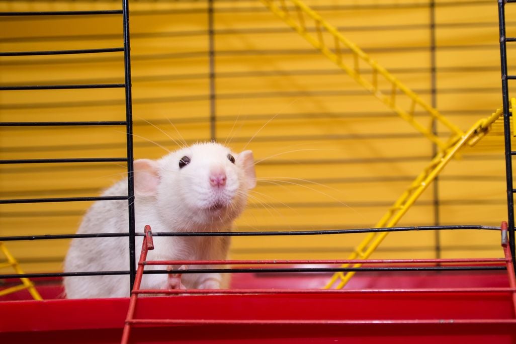 Cute Lab Rat